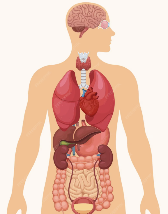 Human silhouette with organs